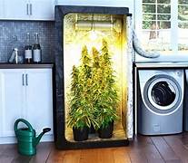 Técnicas de entrenamiento aplicadas a variedades sativa en indoor