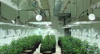 Comparativa de diferentes configuraciones de cultivo según tamaño del espacio