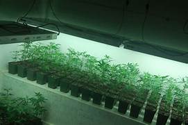 Sistema de mantenimiento de plantas madre y producción de esquejes