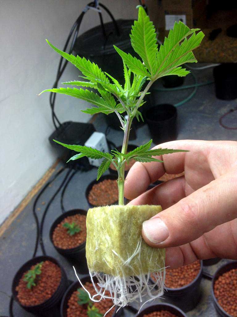 Secuencia fotográfica del proceso de preparación de esquejes paso a paso